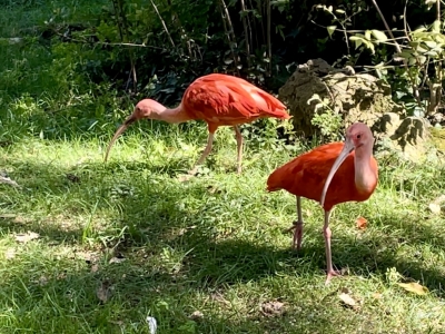 Зоопарк La Berben